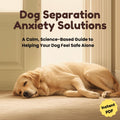 Dog Separation Anxiety Solutions: A Calm, Science-Based Guide to Helping Your Dog Feel Safe Alone
