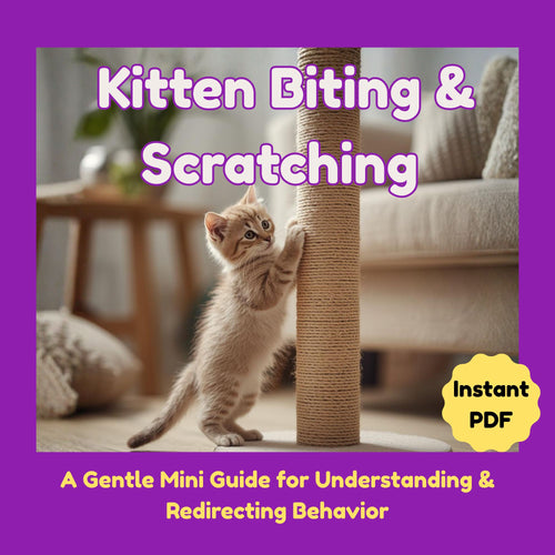 Kitten biting and scratching_furrificpet