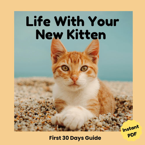 Life with your new kitten_furrificpet