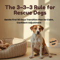 The 3–3–3 Rule for Rescue Dogs