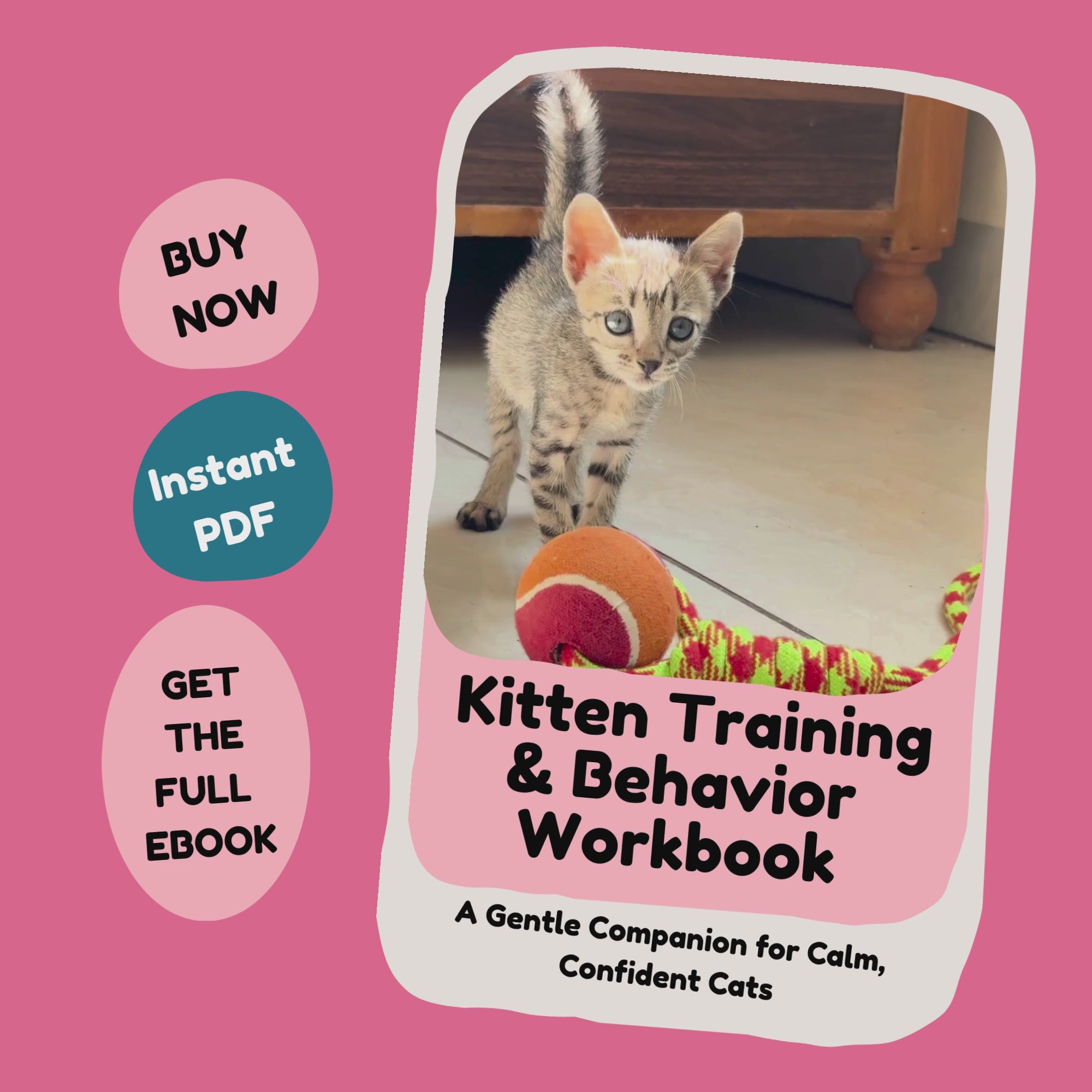 Kitten Training & Behavior Workbook_video_FurrificPet.com