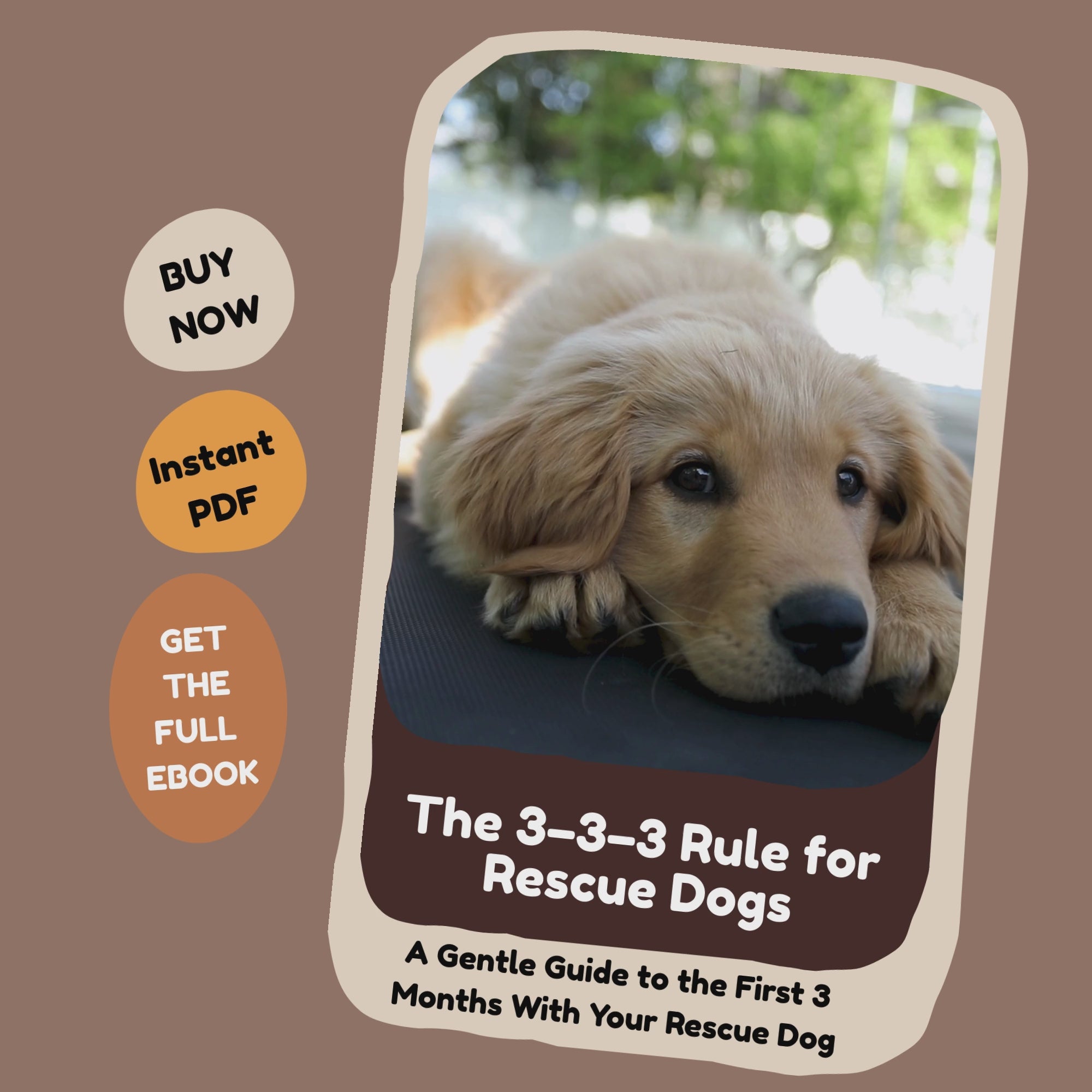 3-3-3 Rule for Rescue Dogs_FurrificPet.com